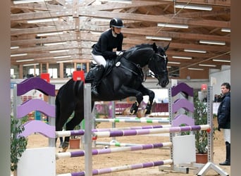 German Sport Horse, Mare, 10 years, 17,1 hh, Black