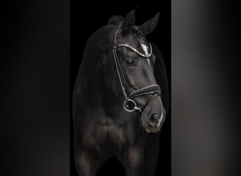 German Sport Horse, Mare, 10 years, 17,1 hh, Black