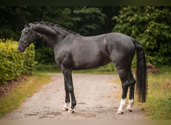 German Sport Horse, Mare, 10 years, 17,1 hh, Black