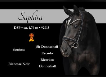 German Sport Horse, Mare, 10 years, 17,1 hh, Black
