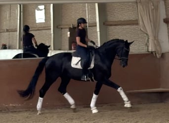 German Sport Horse, Mare, 10 years, 17,1 hh, Black
