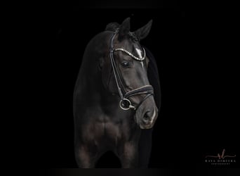 German Sport Horse, Mare, 10 years, 17,1 hh, Black