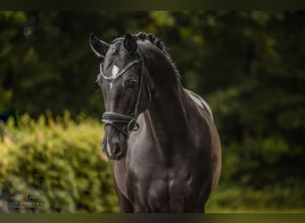 German Sport Horse, Mare, 10 years, 17,1 hh, Black