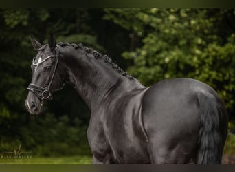 German Sport Horse, Mare, 10 years, 17,1 hh, Black