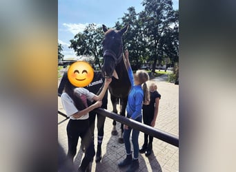 German Sport Horse, Mare, 10 years, 18 hh, Black