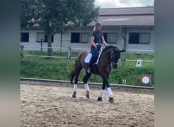 German Sport Horse, Mare, 10 years, 18 hh, Black