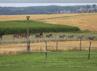 German Sport Horse, Mare, 10 years, Black German Sport Horse, Mare, 10 years, Black