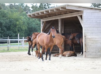 German Sport Horse, Mare, 10 years, Black German Sport Horse, Mare, 10 years, Black