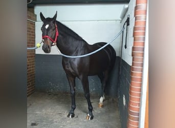 German Sport Horse, Mare, 10 years, Brown