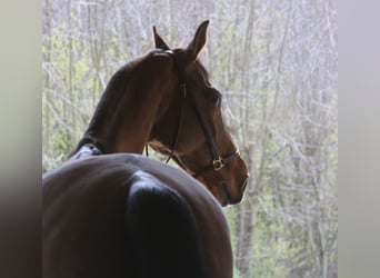 German Sport Horse, Mare, 11 years, 15,2 hh, Brown-Light