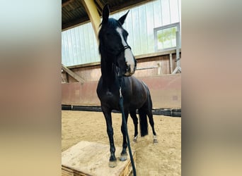 German Sport Horse, Mare, 11 years, 15,3 hh, Black