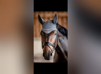 German Sport Horse, Mare, 11 years, 16.1 hh, Bay-Dark