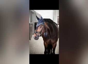 German Sport Horse, Mare, 11 years, 16.1 hh, Bay-Dark