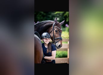German Sport Horse, Mare, 11 years, 16.1 hh, Bay-Dark