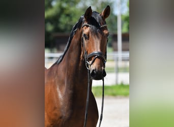 German Sport Horse, Mare, 11 years, 16.1 hh, Bay-Dark