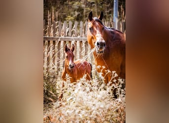 German Sport Horse, Mare, 11 years, 16.1 hh, Brown