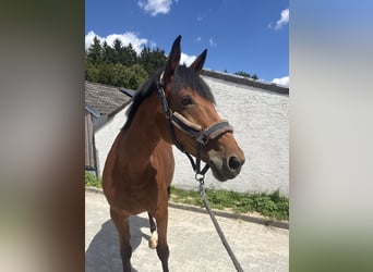 German Sport Horse, Mare, 11 years, 16.1 hh, Brown
