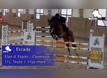 German Sport Horse, Mare, 11 years, 16.1 hh, Brown German Sport Horse, Mare, 11 years, 16.1 hh, Brown