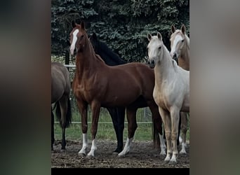 German Sport Horse, Mare, 11 years, 16.1 hh, Chestnut-Red