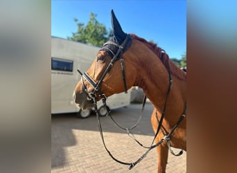 German Sport Horse, Mare, 11 years, 16,1 hh, Chestnut-Red