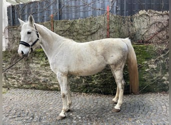 German Sport Horse, Mare, 11 years, 16.1 hh, Gray
