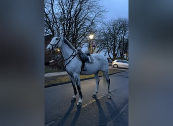 German Sport Horse, Mare, 11 years, 16.1 hh, Grey