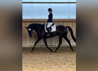 German Sport Horse, Mare, 11 years, 16.1 hh, Smoky-Black