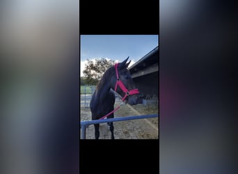 German Sport Horse, Mare, 11 years, 16,2 hh, Bay-Dark