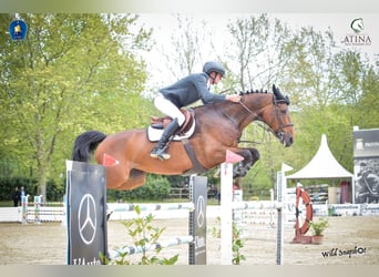 German Sport Horse, Mare, 11 years, 16.2 hh, Bay