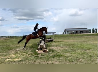 German Sport Horse, Mare, 11 years, 16.2 hh, Brown