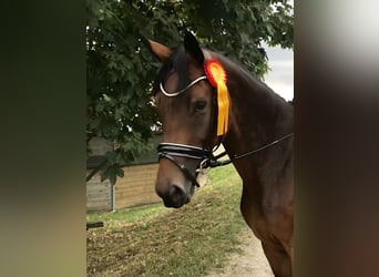 German Sport Horse, Mare, 11 years, 16.2 hh, Brown