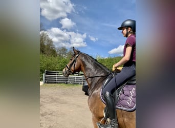 German Sport Horse, Mare, 11 years, 16.2 hh, Brown