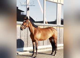 German Sport Horse, Mare, 11 years, 16,2 hh, Brown