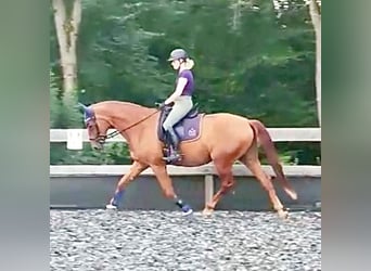 German Sport Horse, Mare, 11 years, 16,2 hh, Chestnut-Red