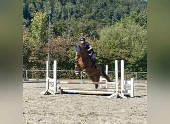 German Sport Horse, Mare, 11 years, 16,2 hh, Chestnut-Red