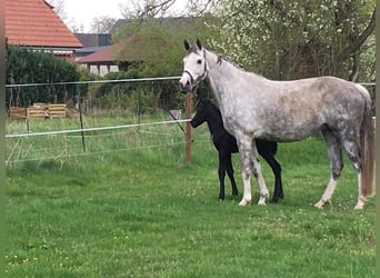 German Sport Horse, Mare, 11 years, 16.2 hh, Gray-Dapple