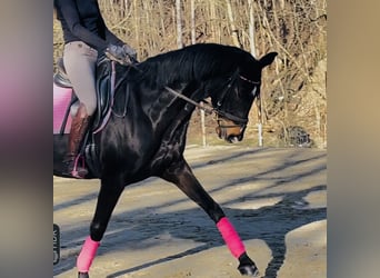 German Sport Horse, Mare, 11 years, 16,2 hh, Smoky-Black