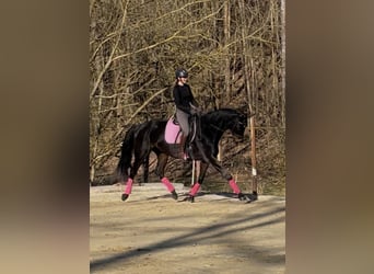 German Sport Horse, Mare, 11 years, 16,2 hh, Smoky-Black