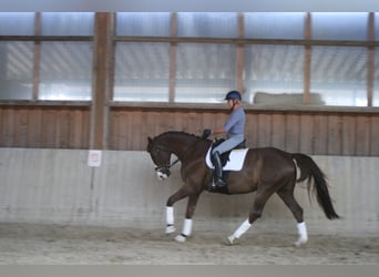 German Sport Horse, Mare, 11 years, 16.3 hh, Chestnut
