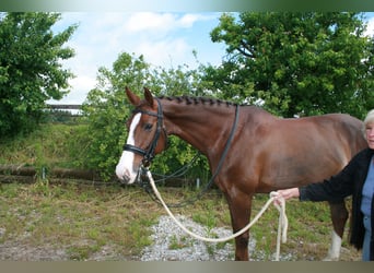 German Sport Horse, Mare, 11 years, 16.3 hh, Chestnut