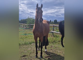 German Sport Horse, Mare, 11 years, 16.3 hh