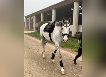 German Sport Horse, Mare, 11 years, 16.3 hh, Grey
