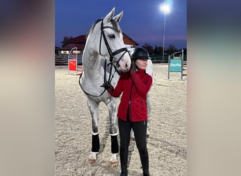 German Sport Horse, Mare, 11 years, 16.3 hh, Grey