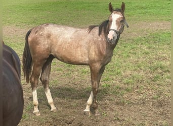 German Sport Horse, Mare, 11 years, 16.3 hh, Grey
