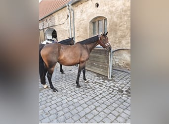German Sport Horse, Mare, 11 years, 16 hh, Brown