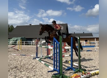 German Sport Horse, Mare, 11 years, 16,2 hh, Bay