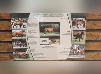 German Sport Horse, Mare, 11 years, 16,2 hh, Chestnut-Red
