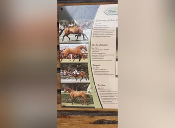 German Sport Horse, Mare, 11 years, 16,2 hh, Chestnut-Red