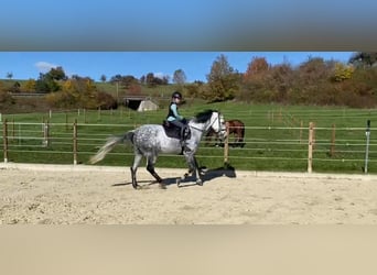 German Sport Horse, Mare, 11 years, 16,2 hh, Grey-Dapple