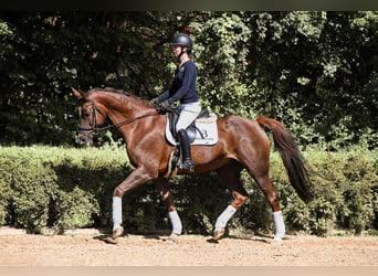 German Sport Horse, Mare, 11 years, 16,3 hh, Chestnut